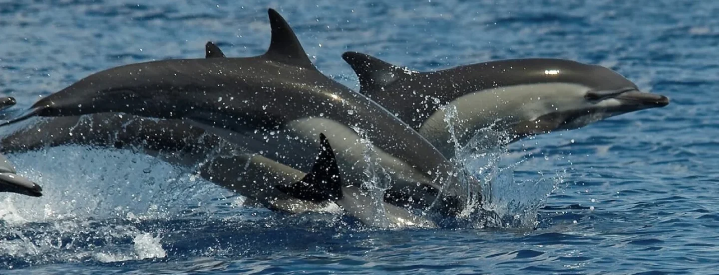 Tour di delfini a Sámara