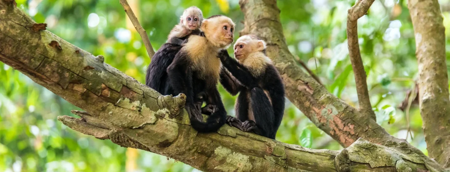 Manuel Antonio